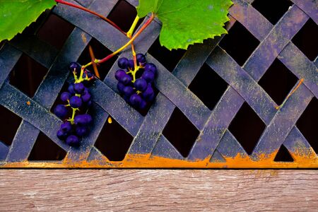 still life of plants in autumn-oak, rose hips, grapes, leavesの写真素材
