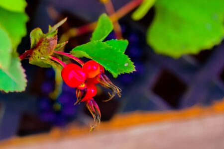 still life of plants in autumn-oak, rose hips, grapes, leavesの写真素材