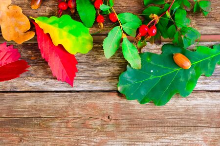 still life of plants in autumn-oak, rose hips, grapes, leavesの写真素材