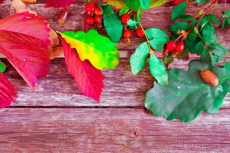 still life of plants in autumn-oak, rose hips, grapes, leavesの写真素材