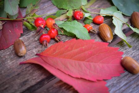 still life of plants in autumn-oak, rose hips, grapes, leavesの写真素材