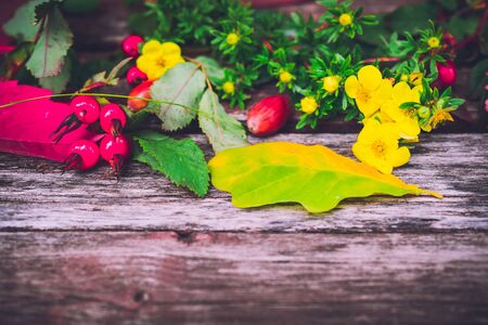 still life of plants in autumn-oak, rose hips, grapes, leavesの写真素材