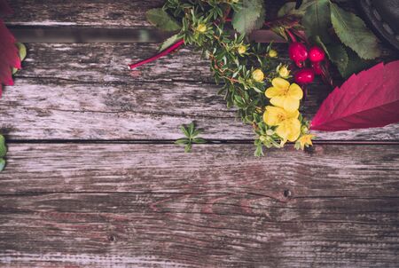still life of plants in autumn-oak, rose hips, grapes, leavesの写真素材
