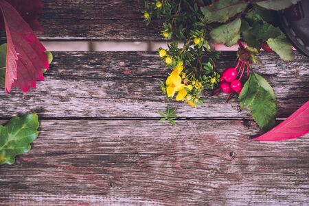 still life of plants in autumn-oak, rose hips, grapes, leavesの写真素材