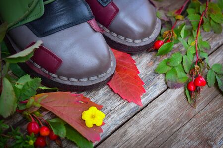still life of plants in autumn-oak, rose hips, grapes, leavesの写真素材