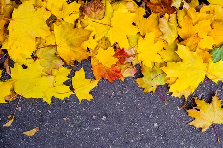 autumn leaves on trees or on the groundの写真素材