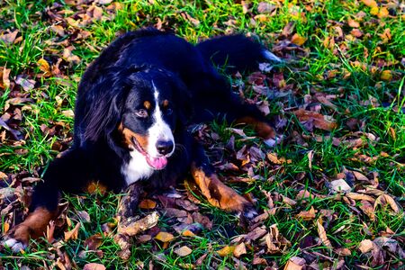 black dog with a white nose and a white neckの写真素材