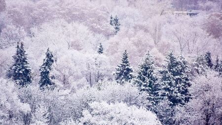 Park after the first snowfall at the beginning of winterの写真素材