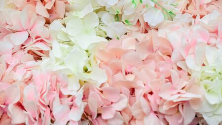wall of large white and pink flowers-peoniesの写真素材