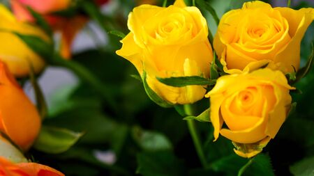 yellow or orange roses in a gift bouquetの写真素材