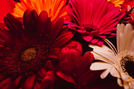 gerbera flowers in a bouquet or in a vase, natural or artificialの写真素材