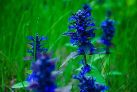 different plants in the meadow, in the mountains or in the country in the spring