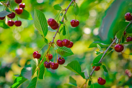 berries, plants and landscapes of Midsummer