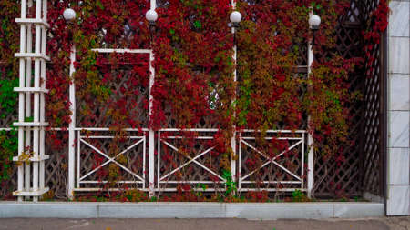 decorative elements made of artificial materials and special plantsの写真素材