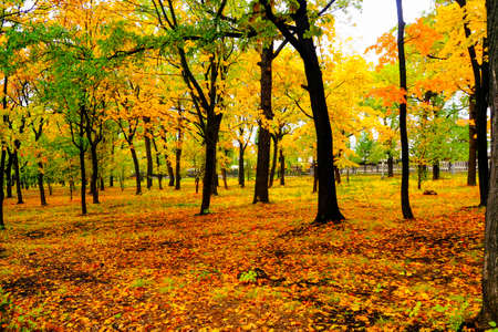 autumn landscape next to a river or lake, cloudy day