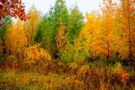 autumn landscape next to a river or lake, cloudy dayの写真素材