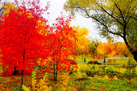 autumn landscape next to a river or lake, cloudy day