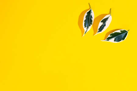 women's cosmetics with plant leaves on a yellow backgroundの写真素材