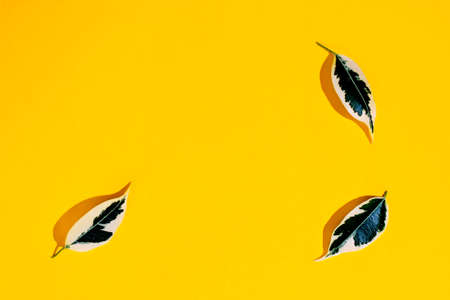 women's cosmetics with plant leaves on a yellow backgroundの写真素材