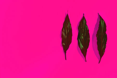 women's perfumes and cosmetics with plant leaves on a colored backgroundの写真素材