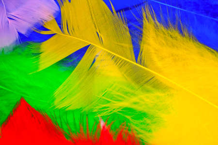 set of bird feathers of different bright colorsの写真素材