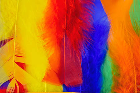 colored feathers in various combinations, children's toyの写真素材