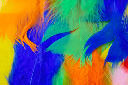 colored feathers in various combinations, children's toyの写真素材