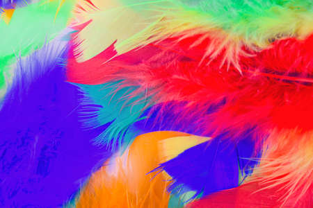 colored feathers in various combinations, children's toy