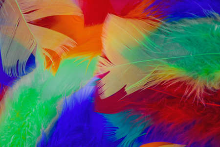 colored feathers in various combinations, children's toy