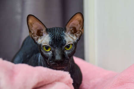 black cat, breed without wool