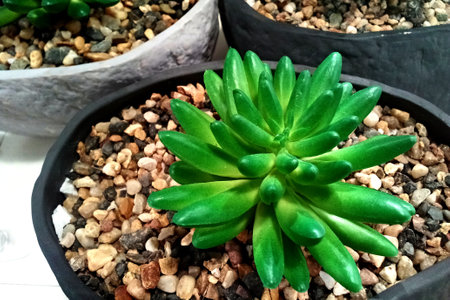 decorative flowers in pots, colored cactusの写真素材