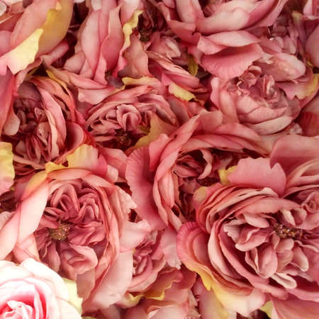 decorative flowers in different combinations, coloredの写真素材