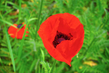 poppy blooming on an abandoned plot of landの写真素材