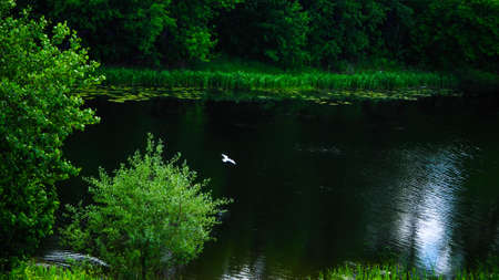 landscape with or near a lake in early summer in the middle zone of the European part of the continentの写真素材