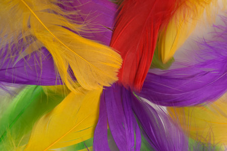 colored bird feathers in different combinations, boa - female accessoryの写真素材