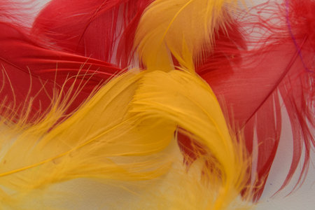 colored bird feathers in different combinations, boa - female accessoryの写真素材