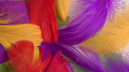 colored bird feathers in different combinations, boa - female accessoryの写真素材