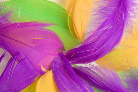 colored bird feathers in different combinations, boa - female accessoryの写真素材