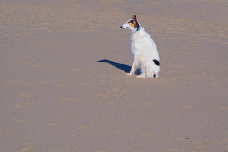 The dog is sitting on the sand in the sun. Portrait of a dog.の写真素材