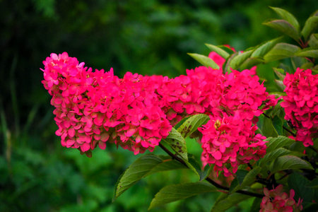 Pink hydrangea flowers on a background of green foliage.の写真素材