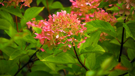 Pink Hydrangea macrophylla in the garden, stock photoの写真素材