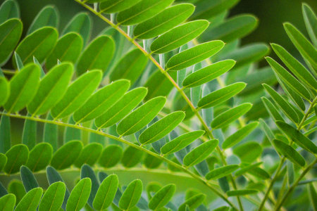 Close up of green acacia leaves in the garden. Natural background.