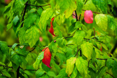 Colorful leaves on the tree in autumn season. Close up.の写真素材