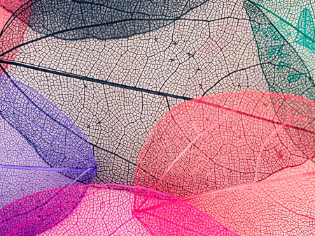 abstract background with leaf texture close-up, toned image