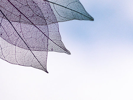 Close up of a leaf on a blue sky background with copy space