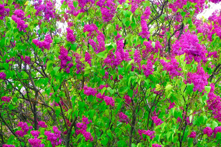 Beautiful lilac flowers blooming in the garden. Spring landscape.の写真素材