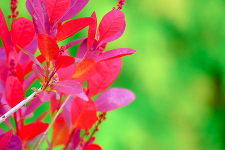 Beautiful red leaves on green background. Selective focus. Nature.の写真素材