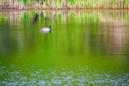 Duck swimming in the lake with reflection in water and reedsの写真素材