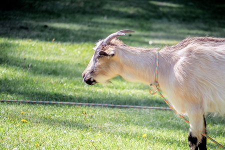 Goat on the green grass in the park. Close up.の写真素材