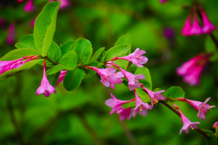 Pink flowers of Weigela (Weigela officinalis)の写真素材